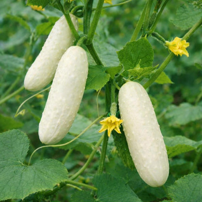 White 50pcs Cucumber Seeds Easy To Grow Perfect For Creating Lush Climbing Foliage In Raised Bed Garden Arrangements