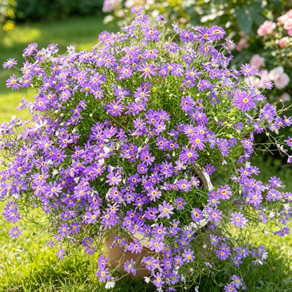 980Pcs Daisy Seeds feature steady seasonal blooming habit for permanent garden landscape arrangement