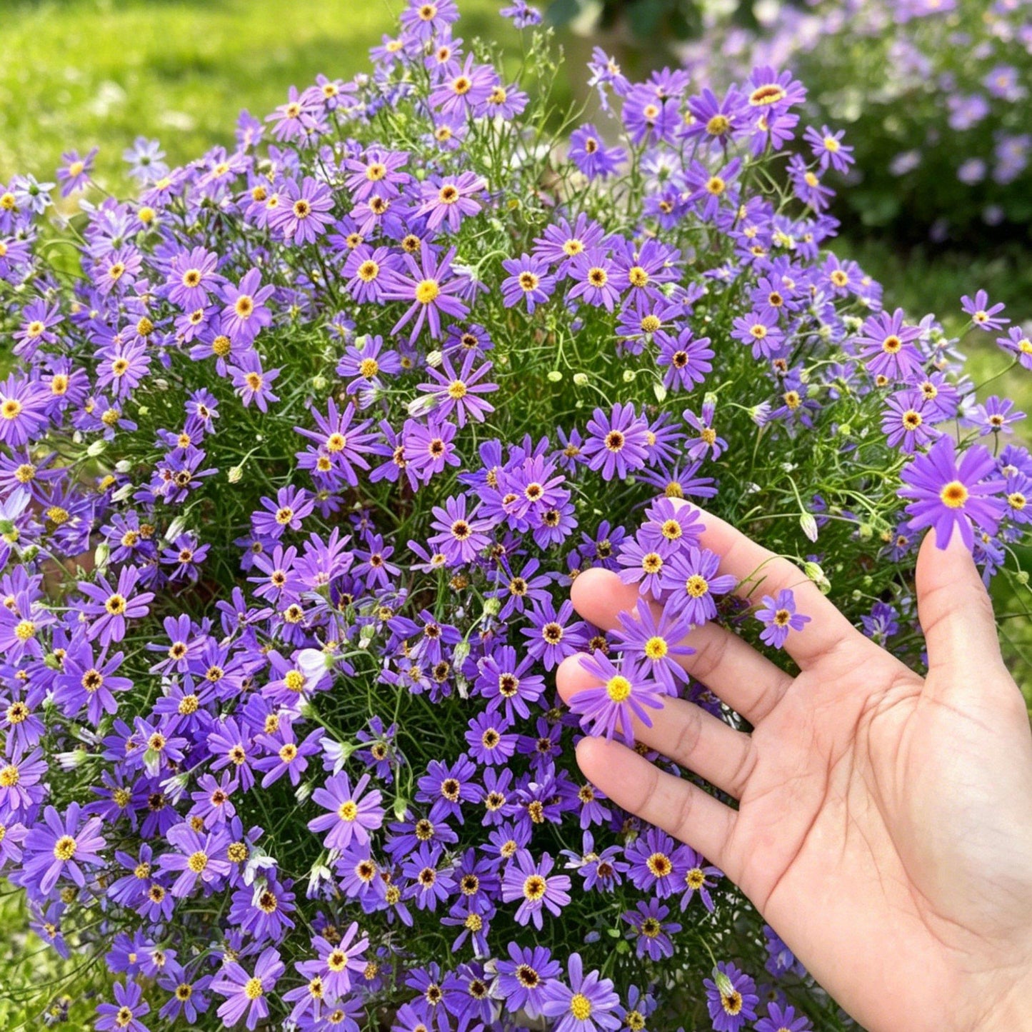 980Pcs Daisy Seeds feature steady seasonal blooming habit for permanent garden landscape arrangement