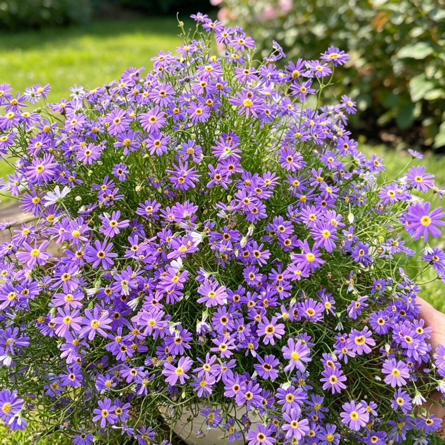 980Pcs Daisy Seeds feature steady seasonal blooming habit for permanent garden landscape arrangement