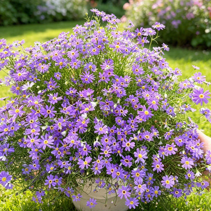 980Pcs Daisy Seeds feature steady seasonal blooming habit for permanent garden landscape arrangement