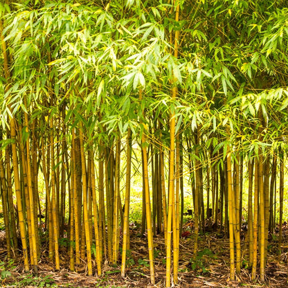 100pcs With Bamboo Seeds, Speedy Growing Low Maintenance Greenery for Patio