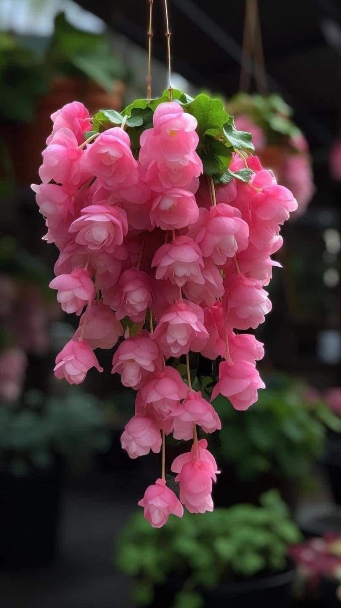293Pcs Weeping Begonia Seeds – Cascading Hanging Basket Flower