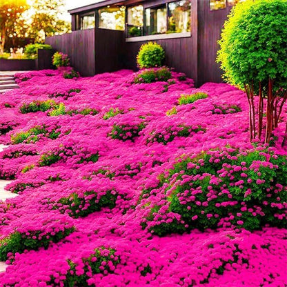 463Pcs Creeping Thyme Seeds Low-Growing Perennial  Thymus Serpyllum Ground Cover Garden