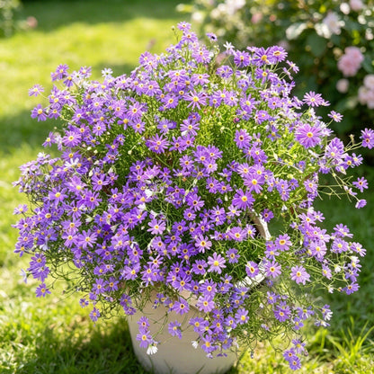 980Pcs Daisy Seeds feature steady seasonal blooming habit for permanent garden landscape arrangement