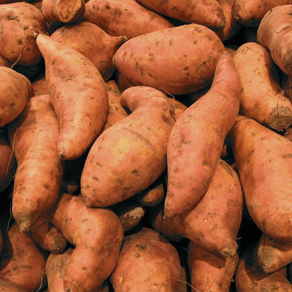 100Pcs Sweet Potato Seeds Easy to Grow and Care for perfect for backyard ground spreading and open field garden cultivation