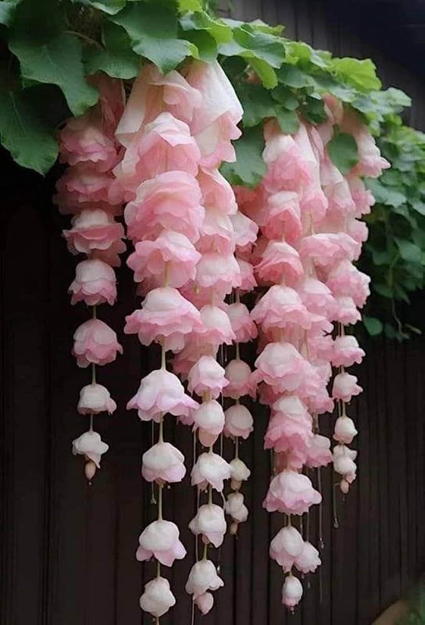 293Pcs Weeping Begonia Seeds – Cascading Hanging Basket Flower