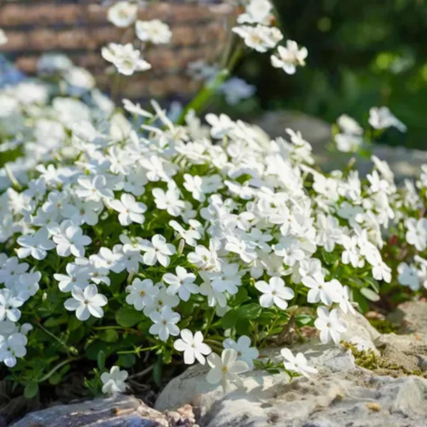 496Pcs Creeping Phlox Seeds perfect for mass sowing in yard slope margins, rock crevices and open bare ground spots