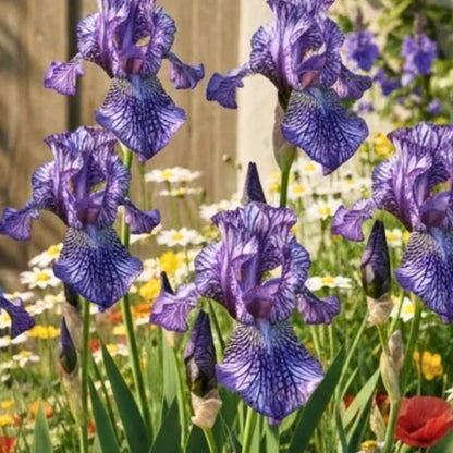 86Pcs Bearded Iris Seeds Purple Tone Patterned Bloom Potential