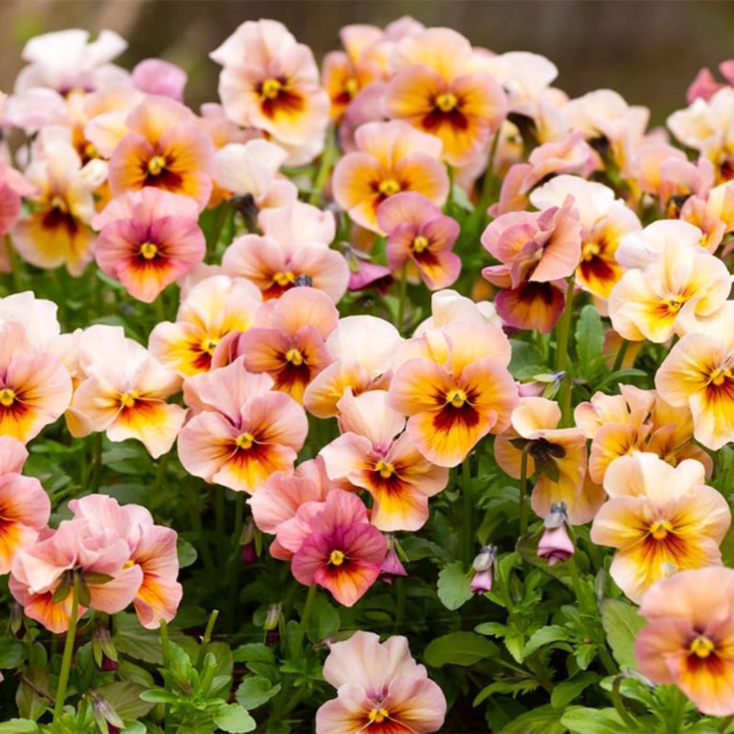 Mixed Pansy Seeds 100Pcs Heirloom Flower Seeds