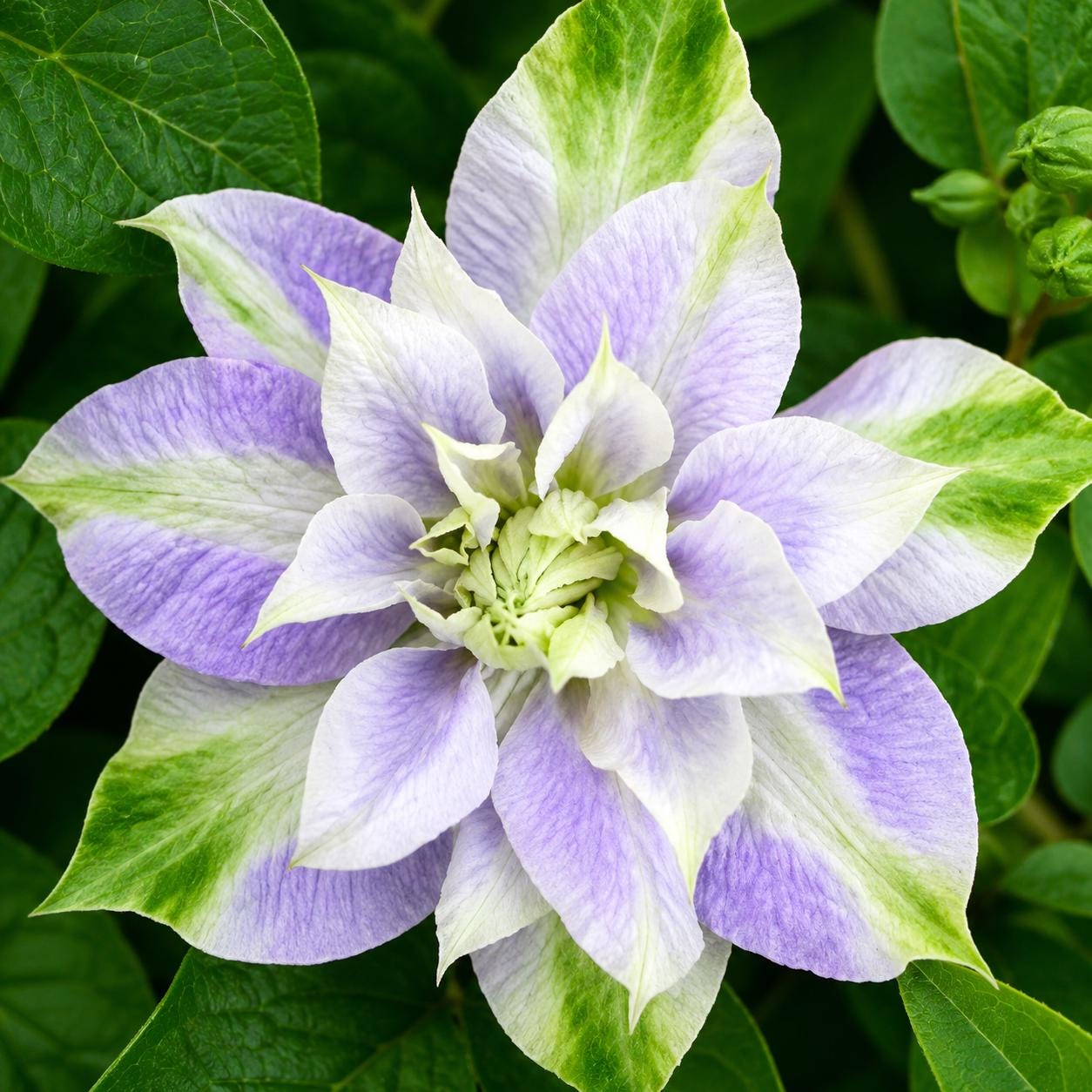 99Pcs Clematis Seeds Climbing Vine Mixed Color Perennial Flower Garden Plant Non GMO