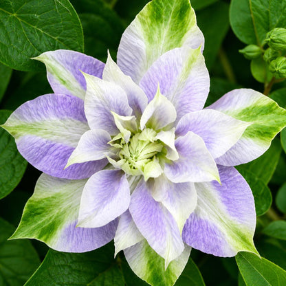 99Pcs Clematis Seeds Climbing Vine Mixed Color Perennial Flower Garden Plant Non GMO
