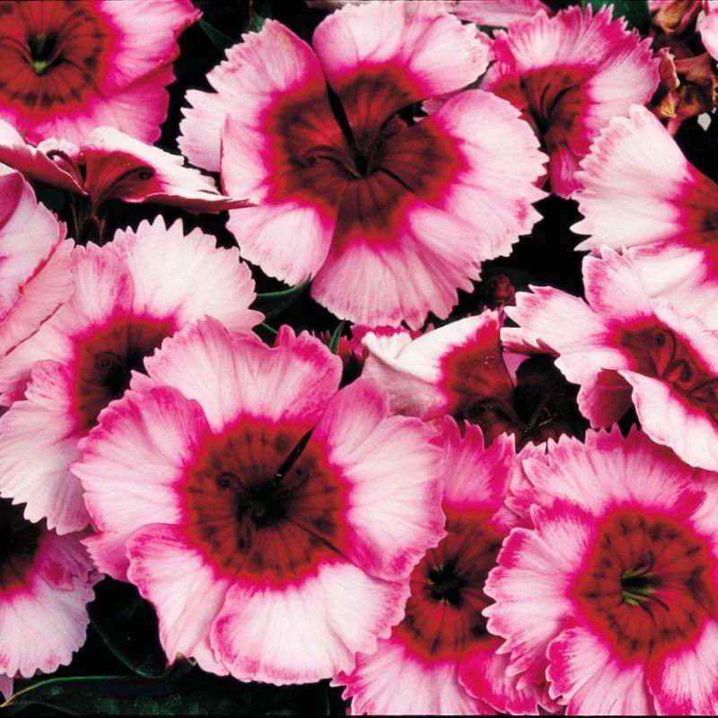 420Pcs Dianthus Seeds Simple to Sow great for low effort long lasting edging border and rock garden planting projects