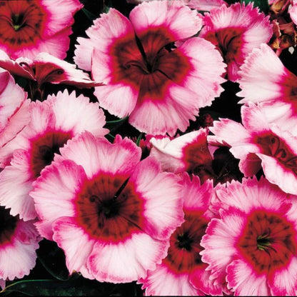 420Pcs Dianthus Seeds Simple to Sow great for low effort long lasting edging border and rock garden planting projects