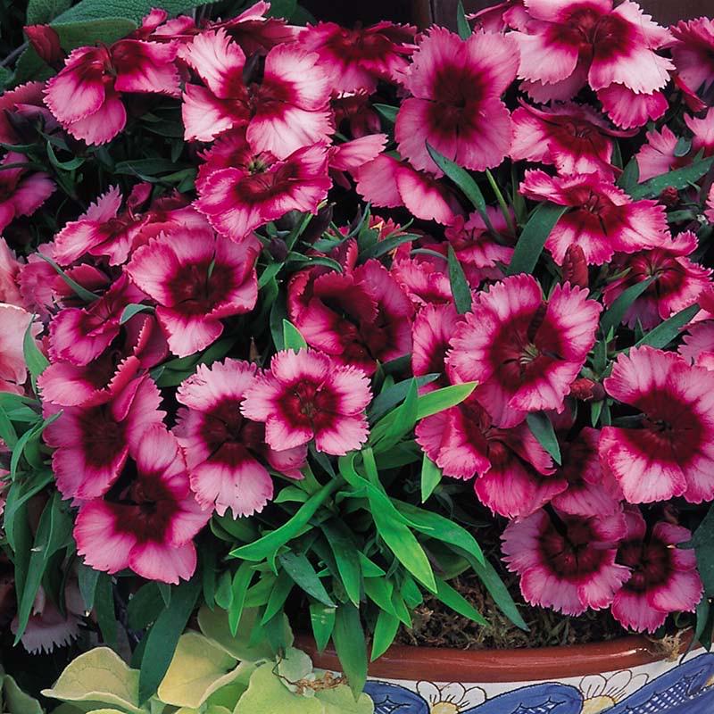 420Pcs Dianthus Seeds Simple to Sow great for low effort long lasting edging border and rock garden planting projects