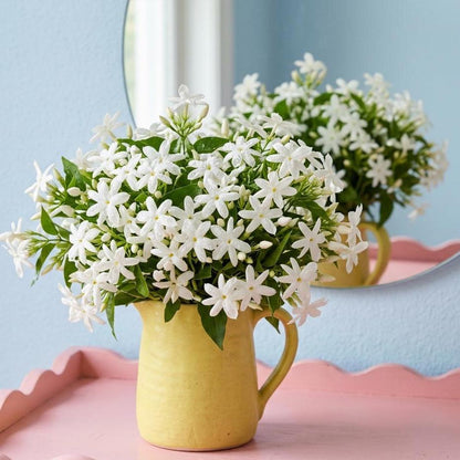 50pcs White Jasmine Seeds Blooms  Heirloom Fragrant Shrub