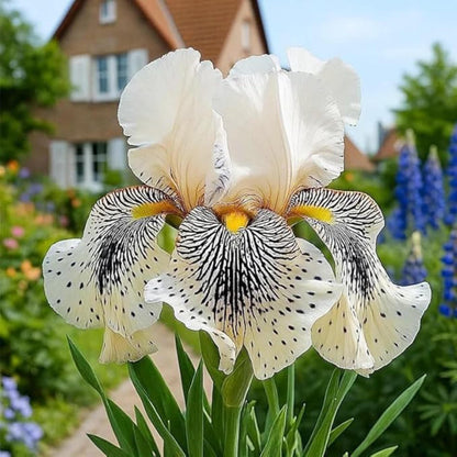 94Pcs Heirloom Iris Seeds, Colorful Perennial Garden Blooms, Non-GMO Mix