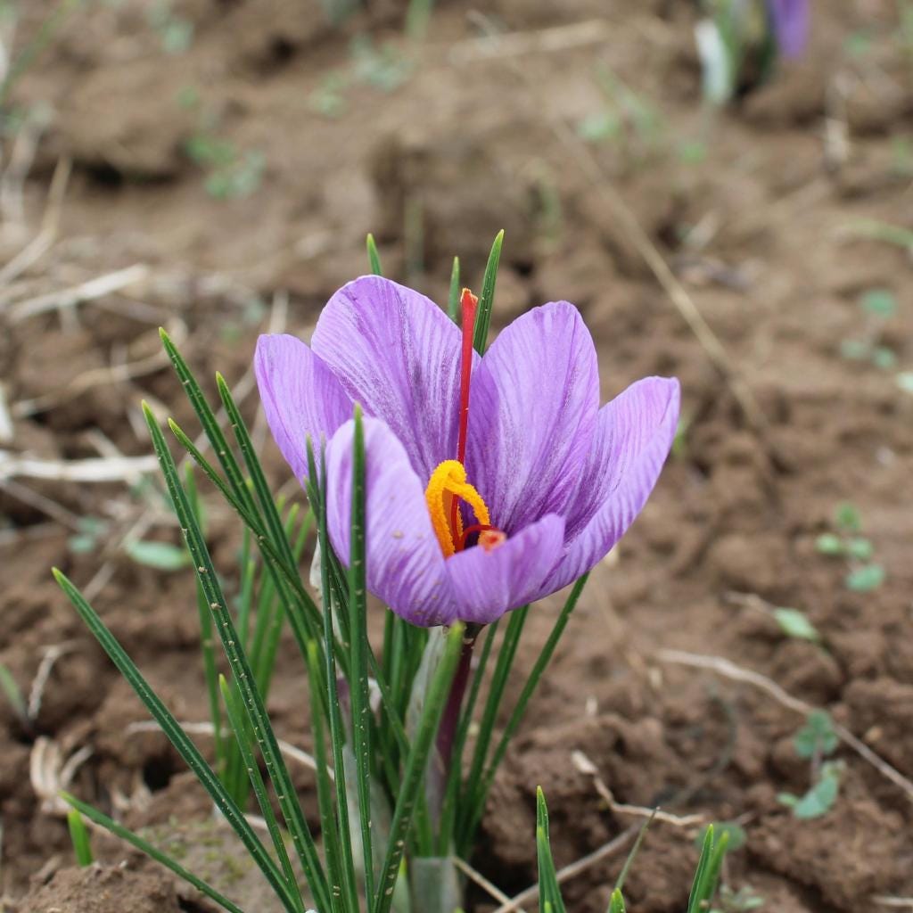 100pcs Vigorous Growing Fragrant Corm Plants with Saffron Seeds for Garden Planting