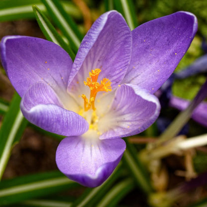 100pcs Vigorous Growing Fragrant Corm Plants with Saffron Seeds for Garden Planting