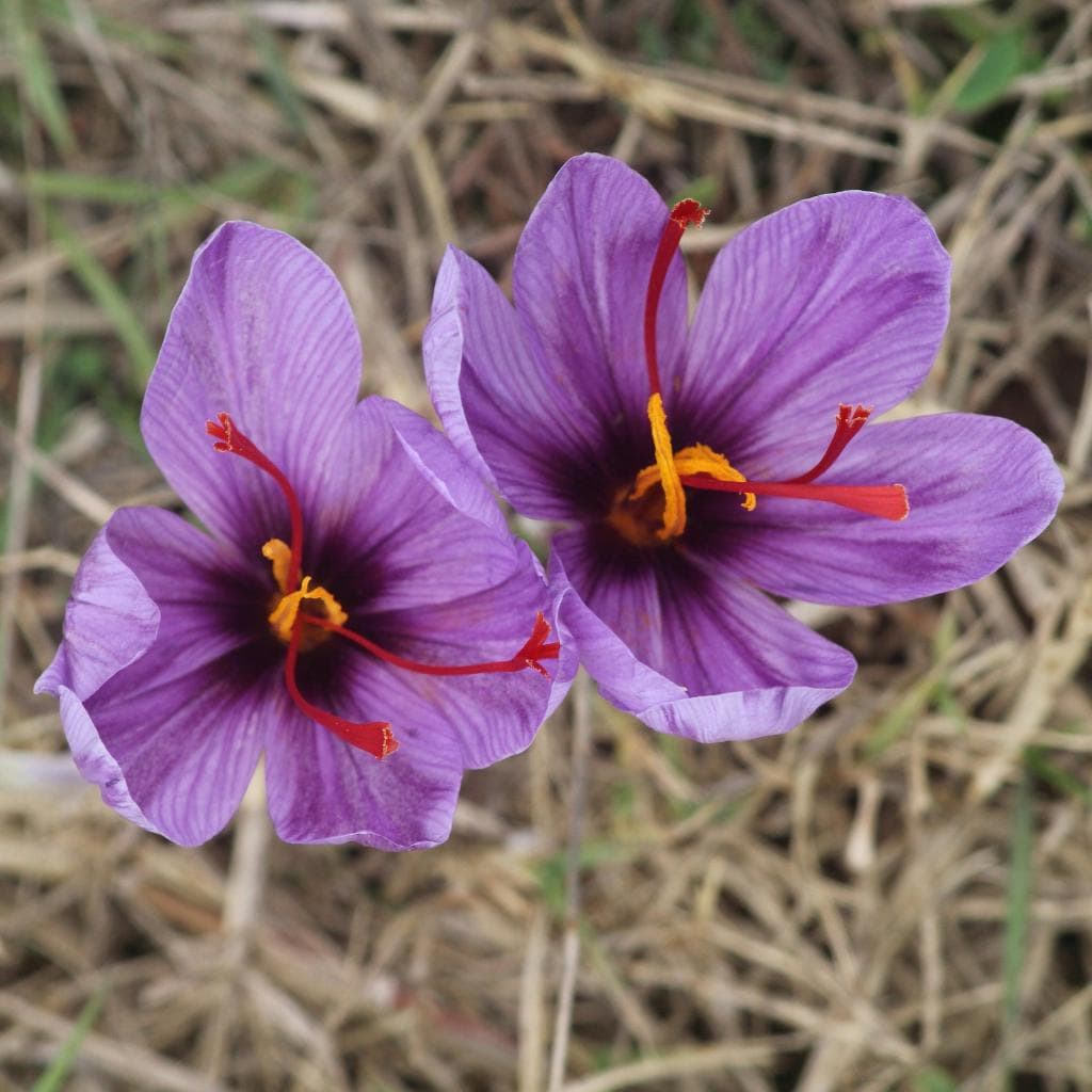 100pcs Vigorous Growing Fragrant Corm Plants with Saffron Seeds for Garden Planting