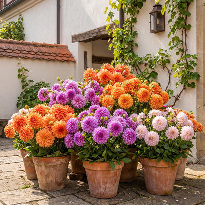 100pcs mixed dahlia seeds, beautiful garden flowers, vibrant colors, easy to grow, non-GMO perennial, garden gift.