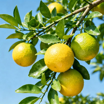50pcs Sugar Orange Tree seeds Sweet Citrus Fruit for Outdoor Gardens, Container Growing