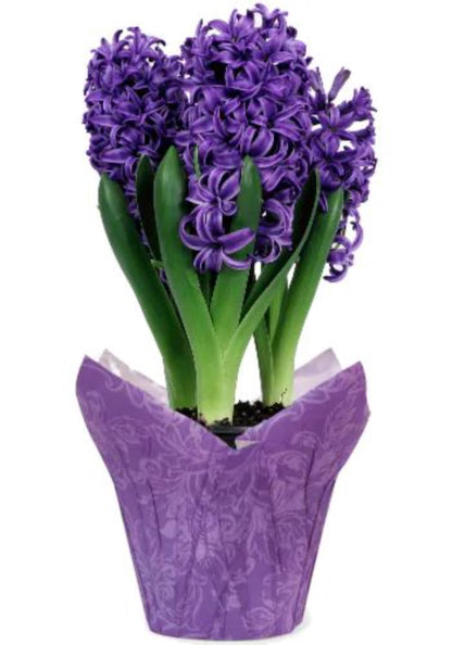 200pcs Purple Hyacinth seeds Fragrant Spring Flowers Garden Planting Outdoor Blooms Perennial Flower