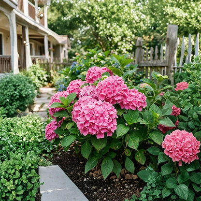 Pink Hydrangea 50pcs, Hydrangea Flower Seeds, Ornamental Garden Plant