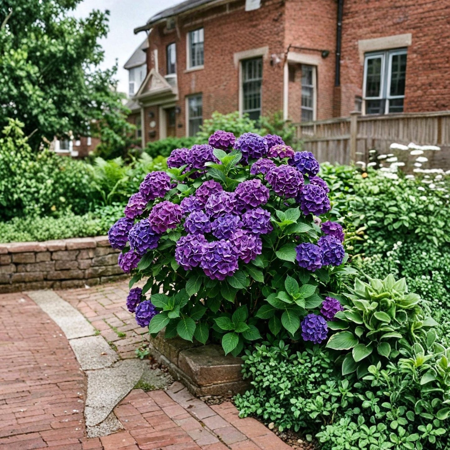 Purple Hydrangea 50seeds, Hydrangea Flower Seeds, Ornamental Garden Plant for Patio & Home Growing