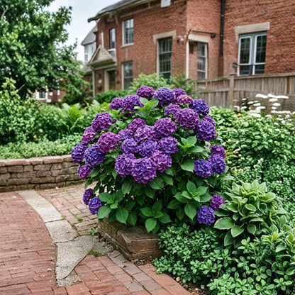 Purple Hydrangea 50seeds, Hydrangea Flower Seeds, Ornamental Garden Plant for Patio & Home Growing