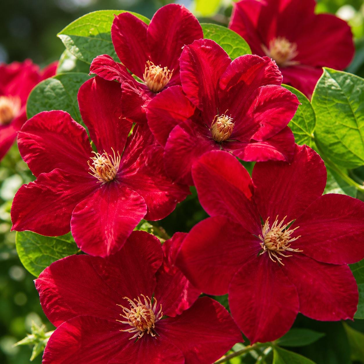 100Pcs Bright Red Clematis Seeds Climbing Perennial Vine Flower Garden Trellis Blooms