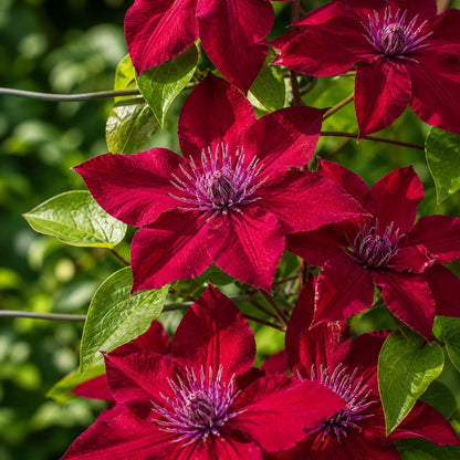 100Pcs Bright Red Clematis Seeds Climbing Perennial Vine Flower Garden Trellis Blooms