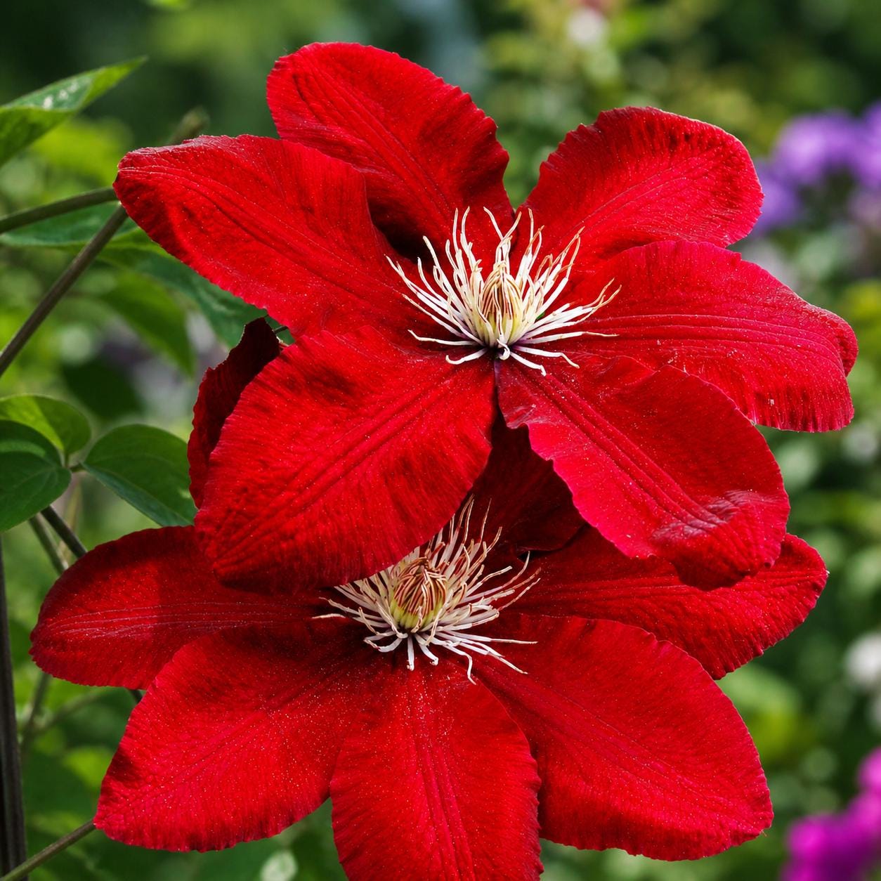 100Pcs Bright Red Clematis Seeds Climbing Perennial Vine Flower Garden Trellis Blooms