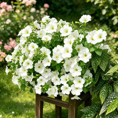 3000pcs White Petunia Seeds, Cut Flowers, Home Garden, Flower Seeds, Heirloom & Non-GMO, Easy to Grow