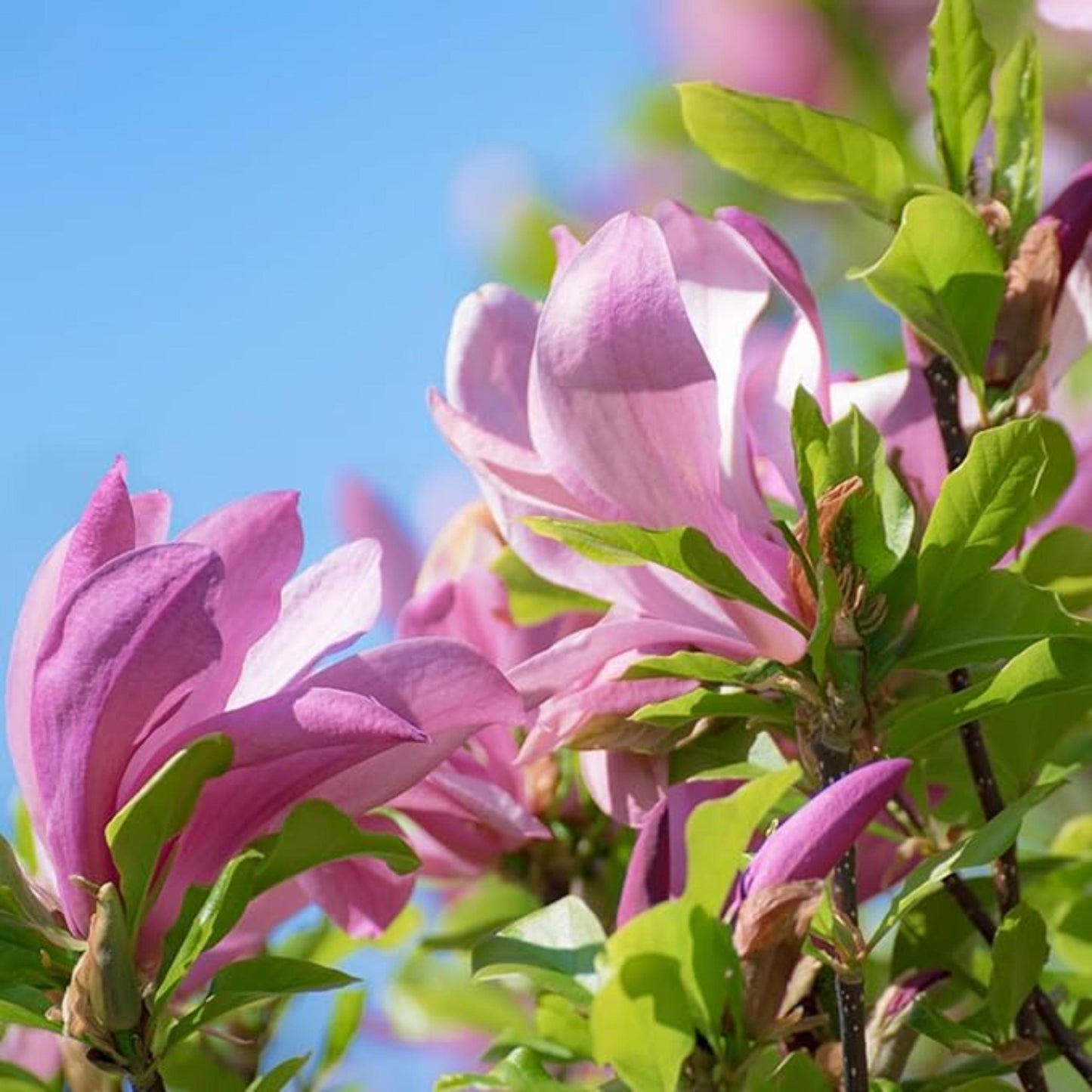 22Pcs Magnolia Seeds ideal for permanent focal point planting in yard entrances and large landscape areas