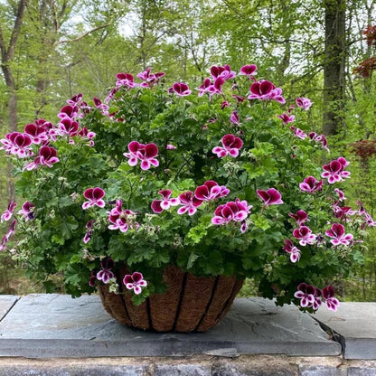 500pcs Citronella Geranium Seeds – Non GMO Heirloom Perennial Garden Plant Seeds