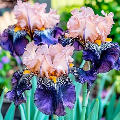 94Pcs Heirloom Iris Seeds, Colorful Perennial Garden Blooms, Non-GMO Mix