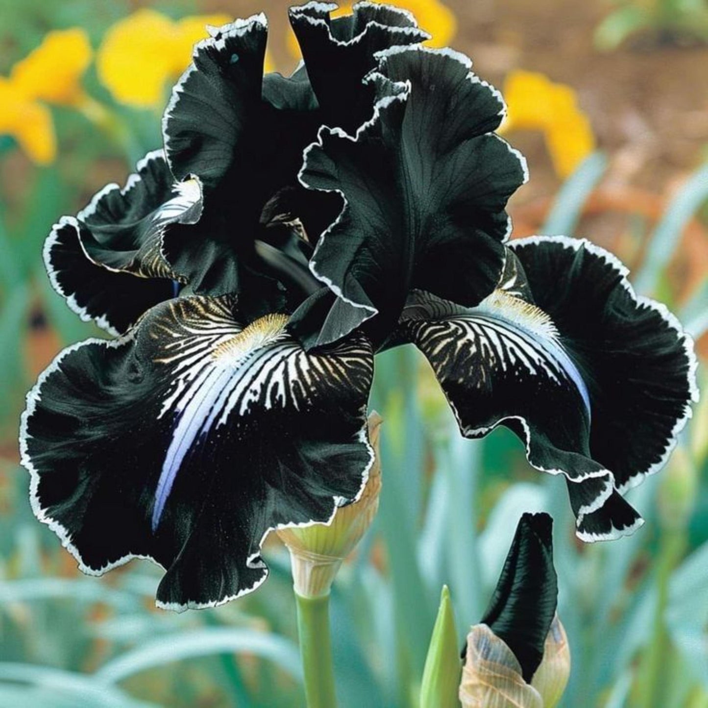 94Pcs Heirloom Iris Seeds, Colorful Perennial Garden Blooms, Non-GMO Mix