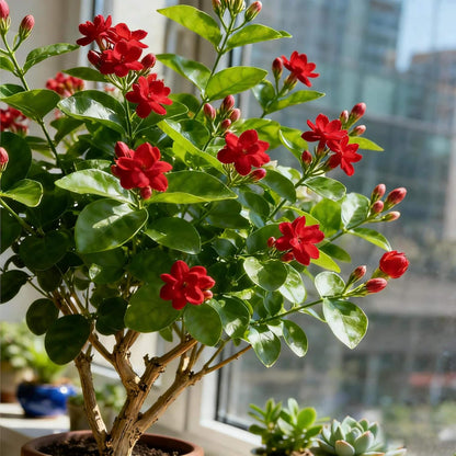 50pcs Lush Growing Container Fragrance Plants with Jasmine Seeds for Patio