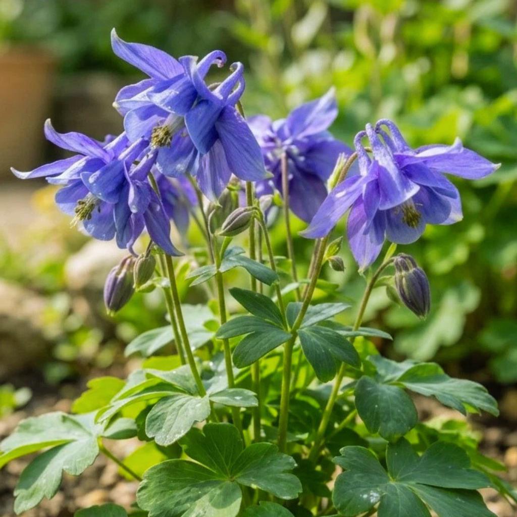 200pcs Columbine seeds Perennial Garden for Patio, Landscaping & Pollinator Garden