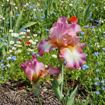100pcs Garden Flowers Iris Seeds Sword Shaped Foliage For Outdoor Planting Easy To Grow