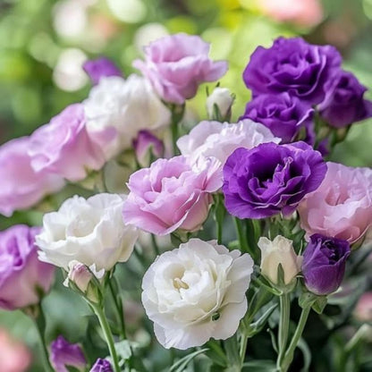 80Pcs Lisianthus Seeds Flower Garden Planting Outdoor Flowers