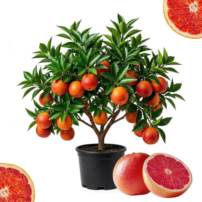 50pcs Orange Tree Seeds Easy To Grow For Home Garden Planting Ornamental Garden Tree