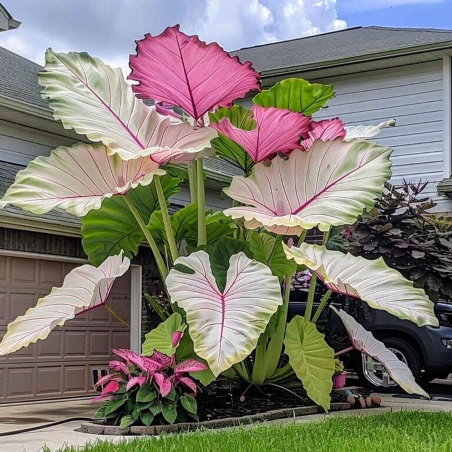 100Pcs Elephant Ear Seeds create soft natural transition between low garden greenery and massive large foliage clusters