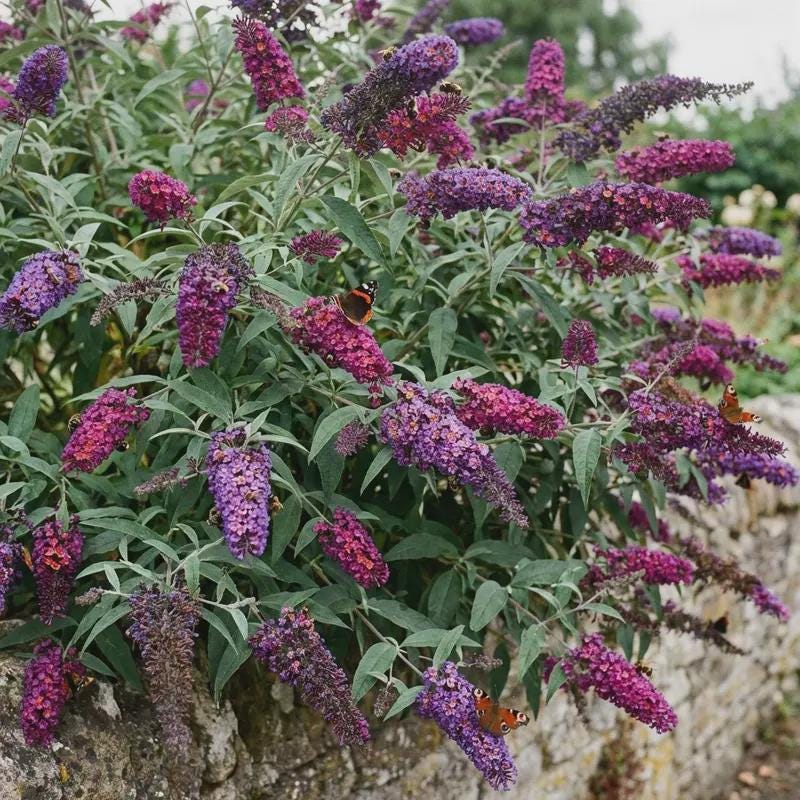 299Pcs Butterfly Bush Flower Seeds for Planting Outdoor Flower Plant Garden Home Ornamental