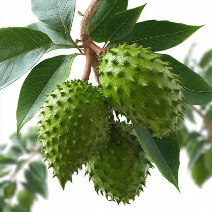 10pcs Soursop Pawpaw Seeds Simple To Establish Ideal For Creating A Productive Landscape That Remains Beautiful All Warm Season