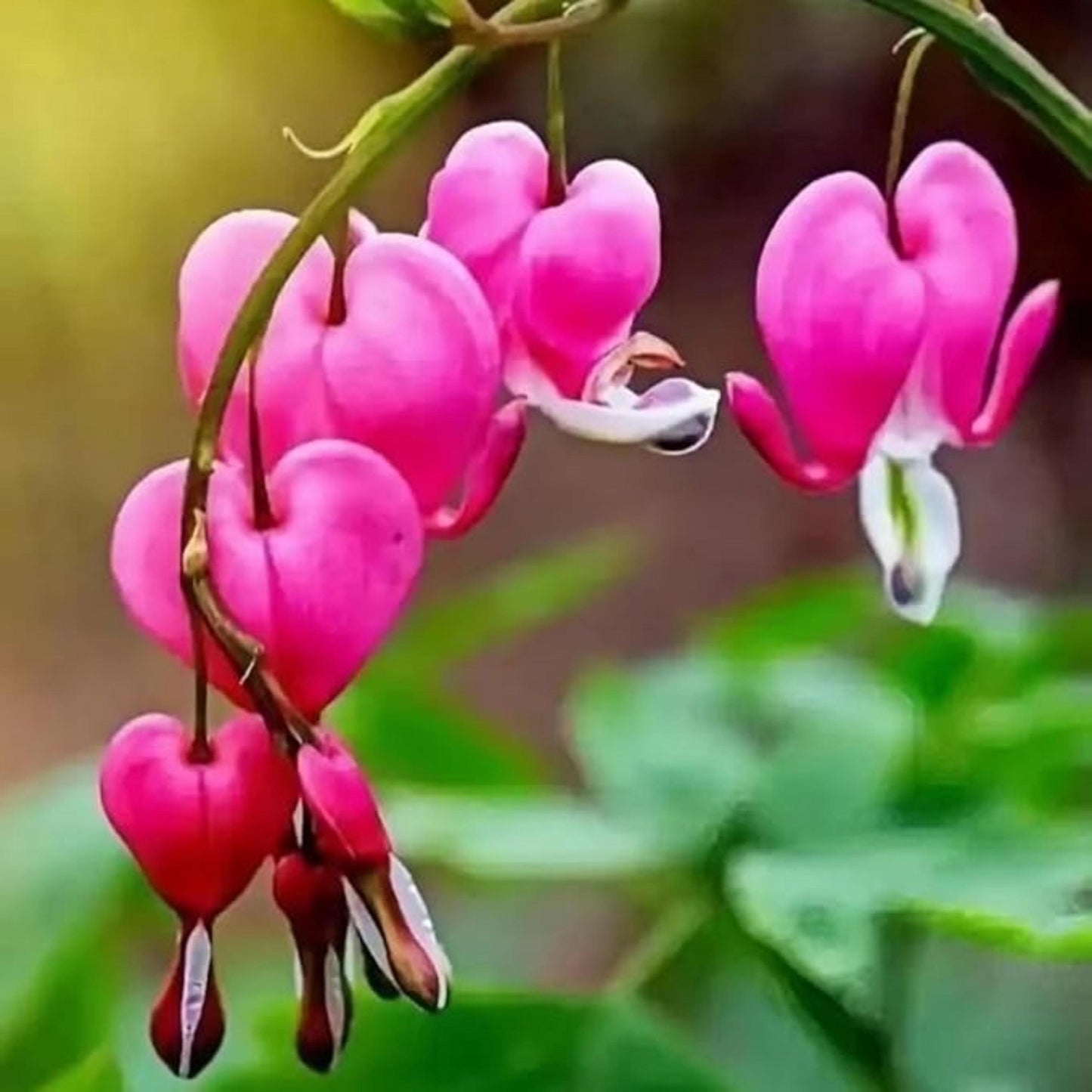 25pcs Pink Bleeding Heart Peony Seeds – Romantic Bleeding Heart Garden Blooms