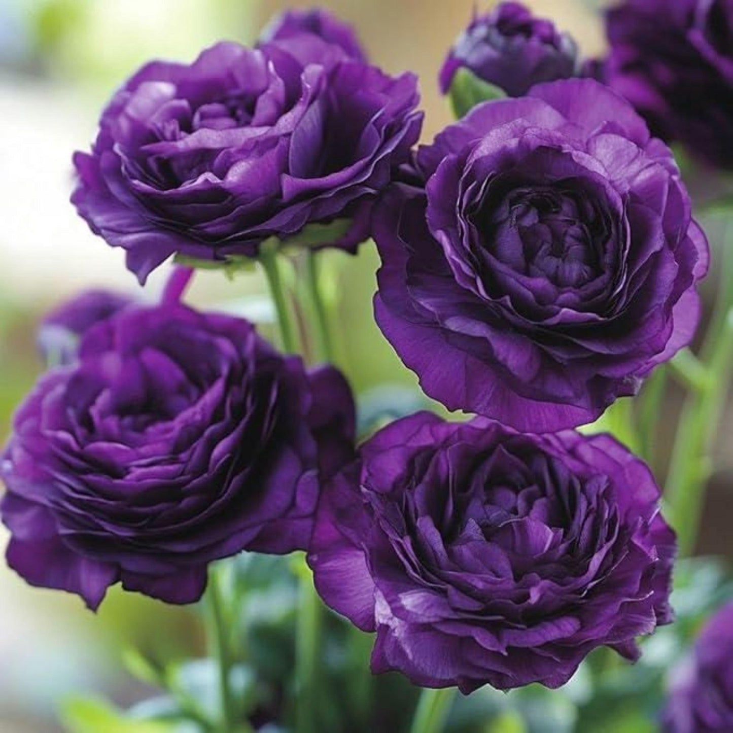 80Pcs Lisianthus Seeds Flower Garden Planting Outdoor Flowers