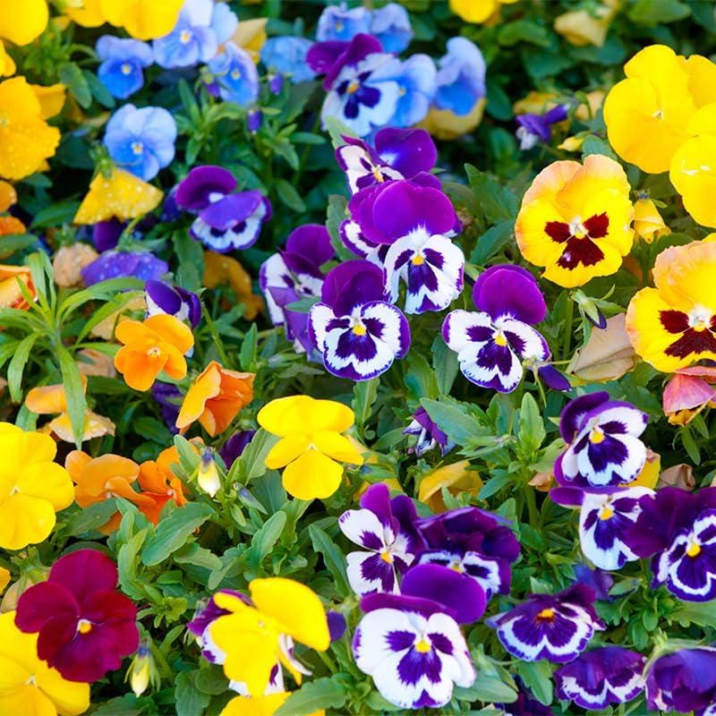 Mixed Pansy Seeds 90Pcs Heirloom Viola Flower Seeds for Garden Blooms