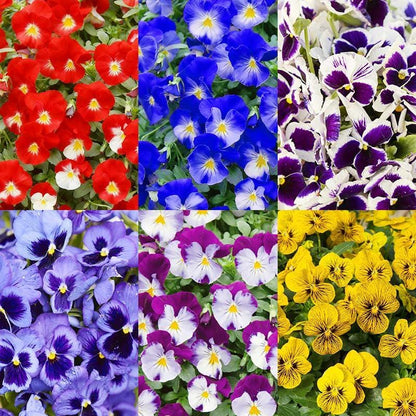 Mixed Pansy Seeds 90Pcs Heirloom Viola Flower Seeds for Garden Blooms